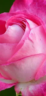 Close-up of a pink rose with delicate petals and green backdrop.