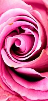 Close-up of a vibrant pink rose flower.