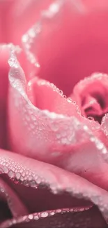 Close-up of a pink rose with dewdrops on its petals, captured in soft focus.