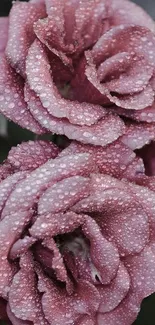 Pink roses with dew drops on petals, soft and elegant design.