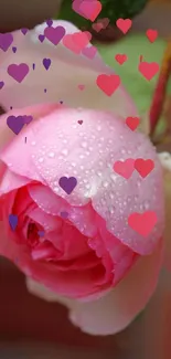 Close-up of a pink rose with dewdrops, perfect for nature lovers.