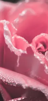 Close-up of a pink rose with dewdrops on petals.