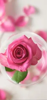 A vibrant pink rose in a glass vase with scattered petals on a soft background.