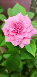 Close-up of a vibrant pink rose with green leaves.