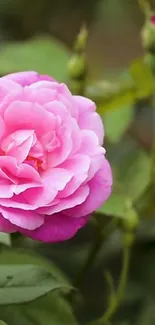 Close-up of a pink rose with green leaves in soft focus.