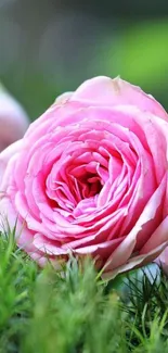 Pink rose surrounded by green leaves.