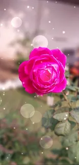 Close-up of a vibrant pink rose with a blurred garden background.