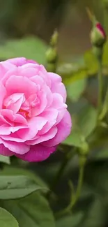 Beautiful pink rose in full bloom against a green leafy background.