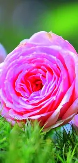 Vibrant pink rose amidst green foliage.