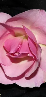 Elegant pink rose on a black background.