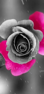 Pink rose with dewdrops on gray background.