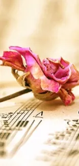 Pink rose resting on vintage sheet music with musical notes.