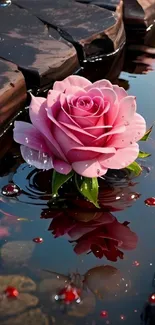 Pink rose reflecting on calm water surface.