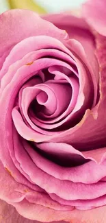 Close-up of pink rose petals in a beautiful, serene arrangement.