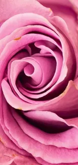 Close-up of pink rose with detailed petals in a mobile wallpaper format.