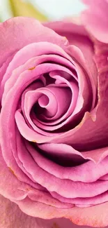 Close-up of pink rose petals with intricate natural patterns.