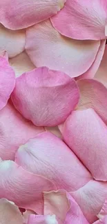 Pink rose petals create an elegant and serene mobile wallpaper.