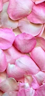 Close-up of pink rose petals wallpaper.