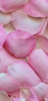 Close-up of pink rose petals for mobile wallpaper.