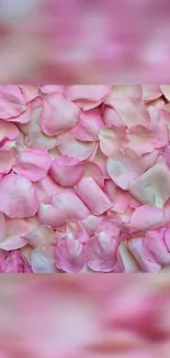 Light pink rose petals creating a soft, elegant mobile wallpaper.