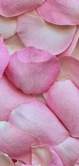 Mobile wallpaper of pink rose petals.