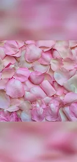 Delicate pink rose petals mobile wallpaper.