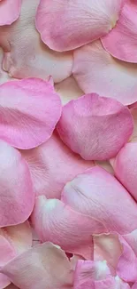 Pink rose petal wallpaper for mobile.