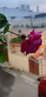 Close-up of a pink rose with urbanscape in background wallpaper.