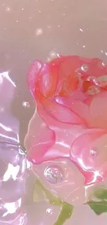 Pink rose submerged in water with a serene, pastel pink background.