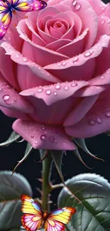 Close-up of a pink rose with butterflies.
