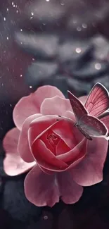 Pink rose with butterfly on dark background wallpaper.