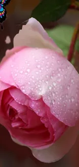 Mobile wallpaper of a pink rose with dew drops and butterfly accent.