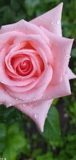 Close-up of a pink rose with dew drops and green foliage background.