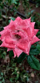 Beautiful pink rose with dewdrops and green leaves.