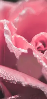 Close-up of a pink rose with dew drops on petals.