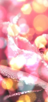 Close-up of a pink rose with dewdrops, perfect for wallpaper.