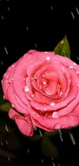 Pink rose with raindrops on dark background wallpaper.