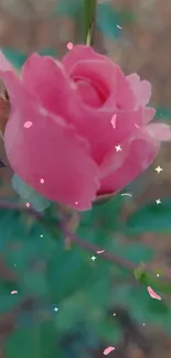 Pink rose with starry background wallpaper.