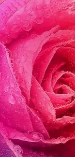 Close-up of a pink rose with water droplets on petals.