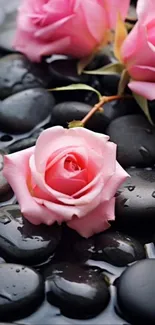 Pink roses on black stones with water droplets.