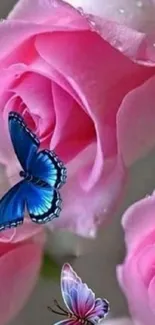 Pink roses with blue butterflies mobile wallpaper.