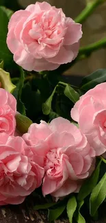 Beautiful pink roses with lush green leaves.