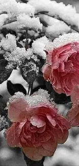 Pink roses covered in fresh snow on branches.