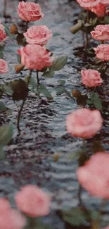 Mobile wallpaper of pink roses on water.