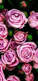 Vibrant pink roses bouquet mobile wallpaper.