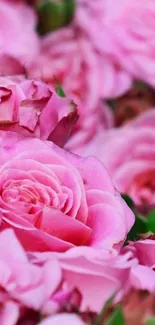 Pink roses wallpaper for mobile with vibrant floral design.