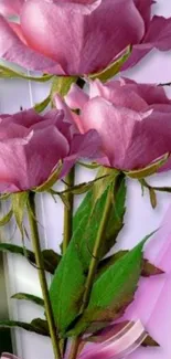 Three pink roses with green leaves on a light background.