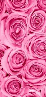 Vibrant pink roses wallpaper for mobile phones.