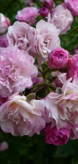 Vibrant pink roses in full bloom.