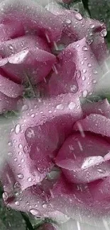 Pink roses with dewdrops wallpaper for mobile.